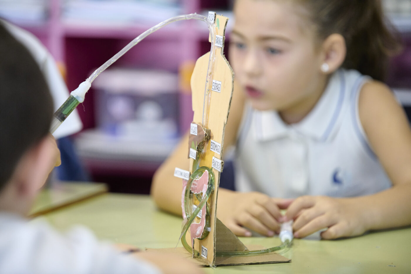 Educación Primaria